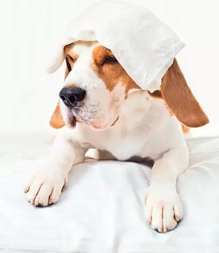 狗狗慢性支气管炎吃什么药,狗狗慢性支气管炎干咳吃点什么药