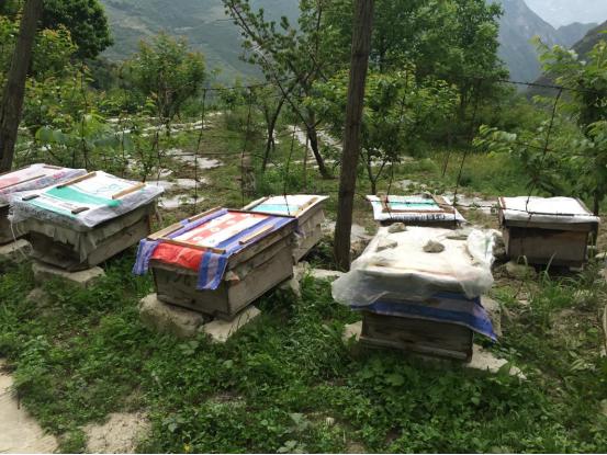 真正的高山土蜂蜜,高山老巢土蜂蜜