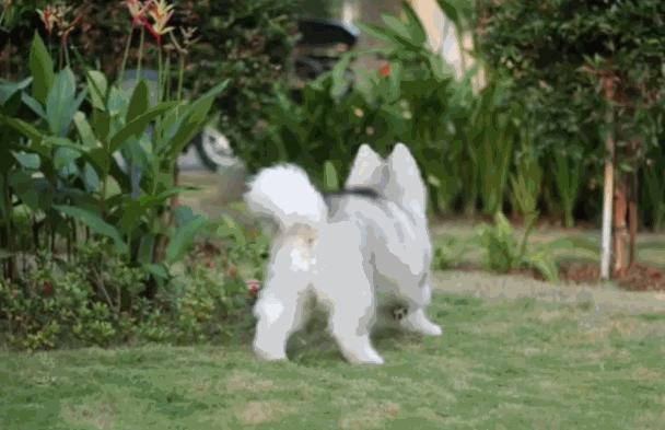 终点就在眼前！懒懒哈士奇却用“毛毛虫蠕动法”过去