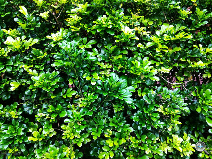 小米redmimax98寸评测,小米max拍照评测