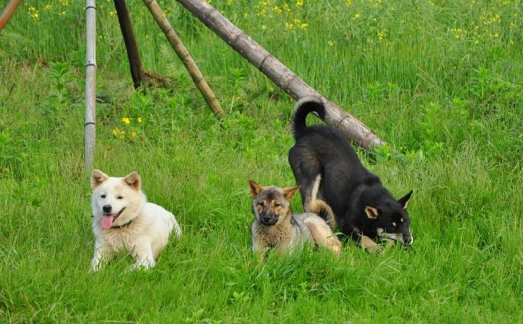 狗狗不吃饭无精打采老趴着,狗狗不吃东西怎么办还掉毛