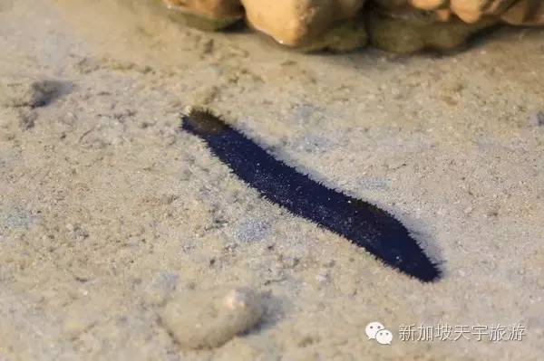 泰国的马尔代夫丽贝岛,泰国马尔代夫的海岛