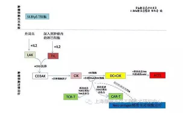 细胞治疗最佳方案,细胞进化史