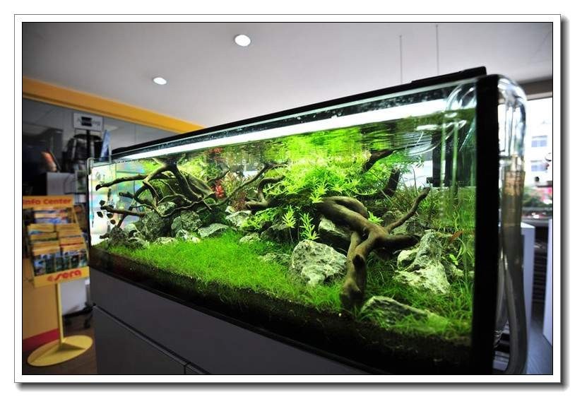 水族新手养鱼攻略,鱼缸养鱼攻略新手必备