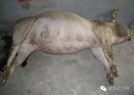 仔猪拉稀灰色的粪便怎么治疗,仔猪拉稀粪便恶臭