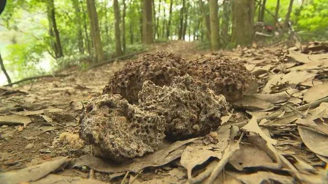 厦门“人蚁大战”！汀溪水库掘地三尺生擒食指粗的白蚁蚁后，这场面简直