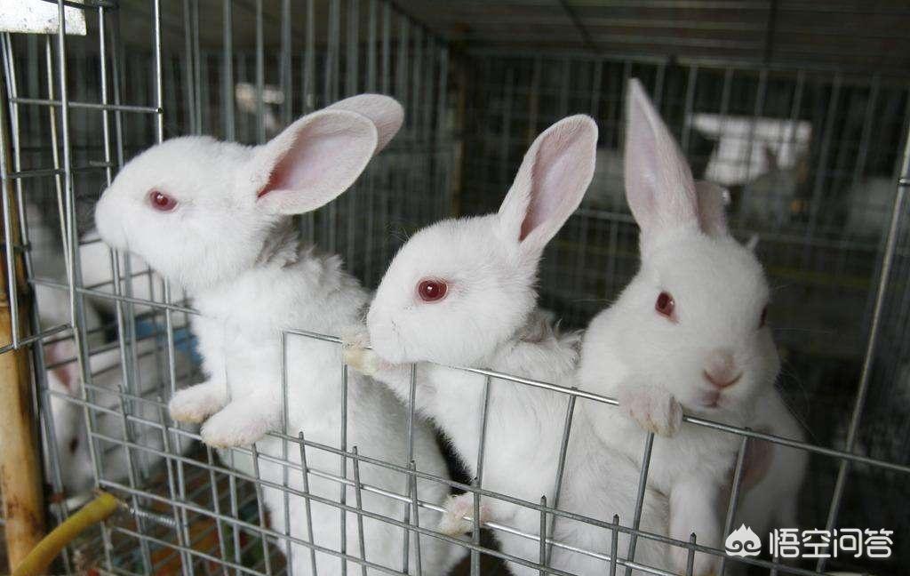 兔子养殖带动村民增收致富,兔子养殖户有多少