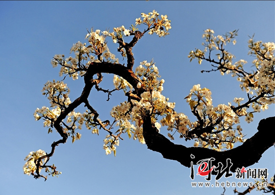 邯郸魏县梨花盛开,河北魏县万亩梨花等你来