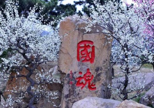 青岛清明节赏花去处,青岛赏花好地方清明节