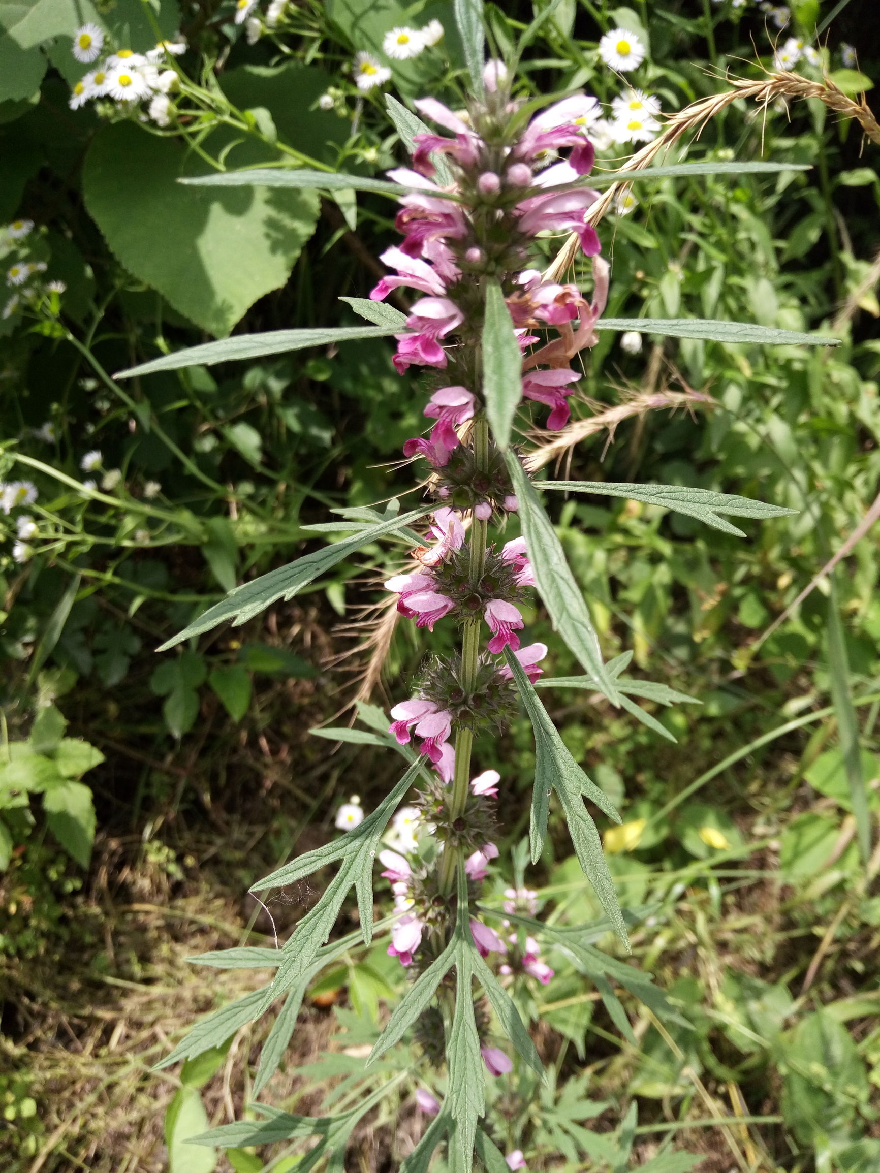 有母亲的人都是最幸福的,有母亲的人都是幸福的人
