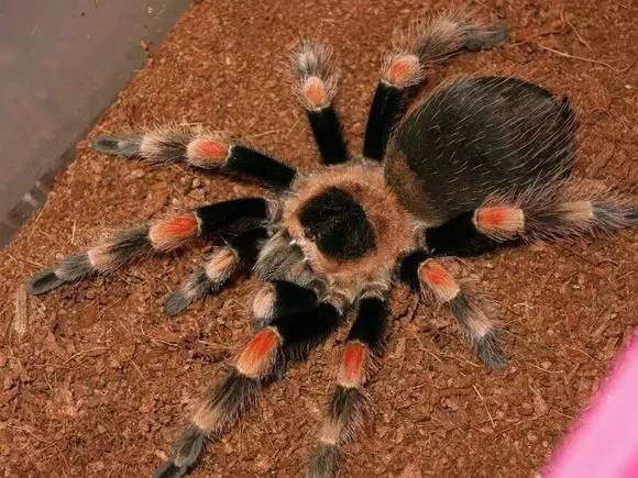 适合新手养的蜘蛛推荐,新手推荐蜘蛛品种