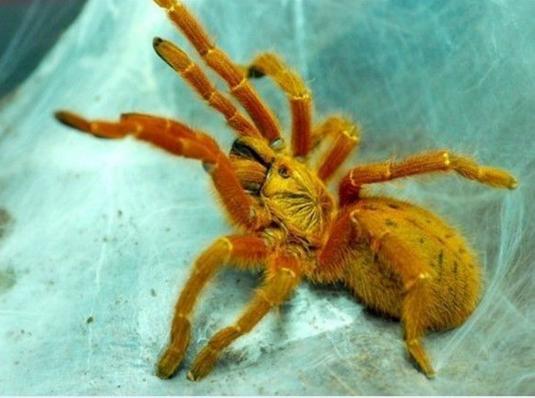 什么样的蜘蛛可以养,养常见的蜘蛛