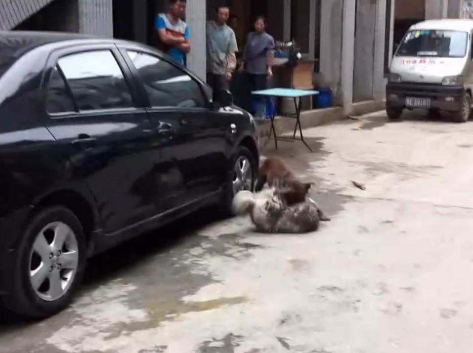 比特犬撕咬萨摩耶,主人屡次狠打比特犬,眼看就要置萨摩耶于死地