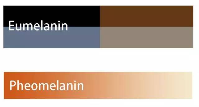 极品丁香色陨石边牧图片,陨石色边牧为什么不建议养