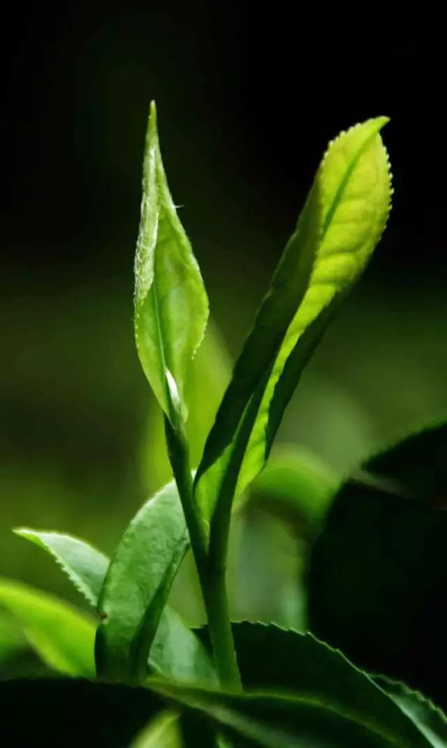 会稽之巅,东阳市婺州东白茶开采节