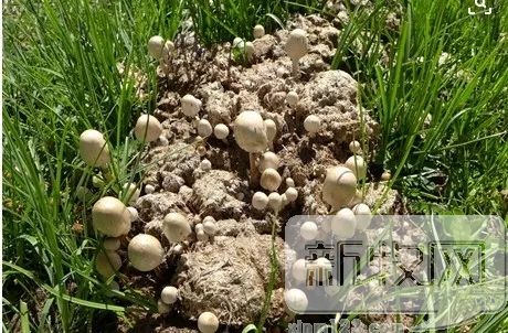 牧区牛粪的用途与经济价值,牛粪脱水烘干后有什么用途