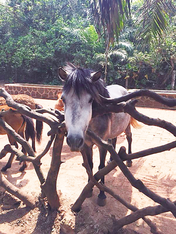 游客去动物园玩儿被动物咬伤事件,游客在动物园被动物咬