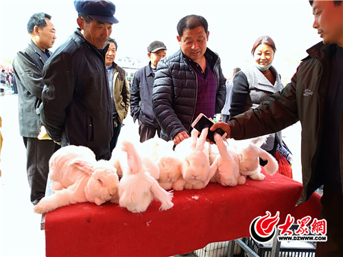 “兔王”云集第三届中国长毛兔产业发展大会在蒙阴举行