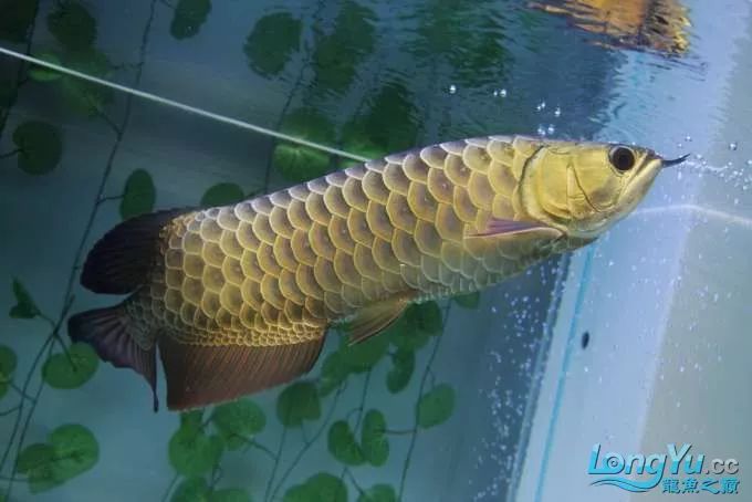 一招教你选龙鱼,龙鱼饲养经验交流