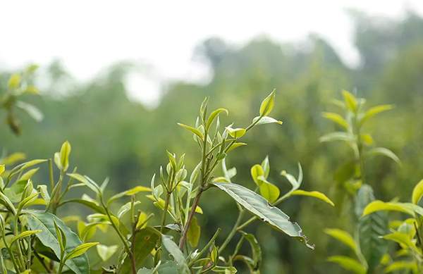 2019老同志老班章名山系列普洱茶,老同志普洱茶哪一款好