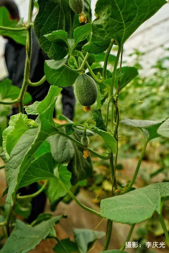 天下第一菜的西瓜视频,天下第一瓜只有在磴口能吃上