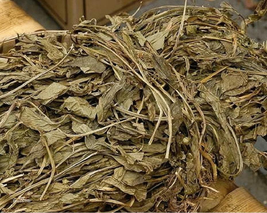 驱蚊神器第一名植物薄荷,香草真的有驱蚊效果吗