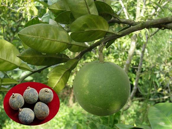 中药化橘红图片大全大图,金世元谈三种中药秘方化橘红