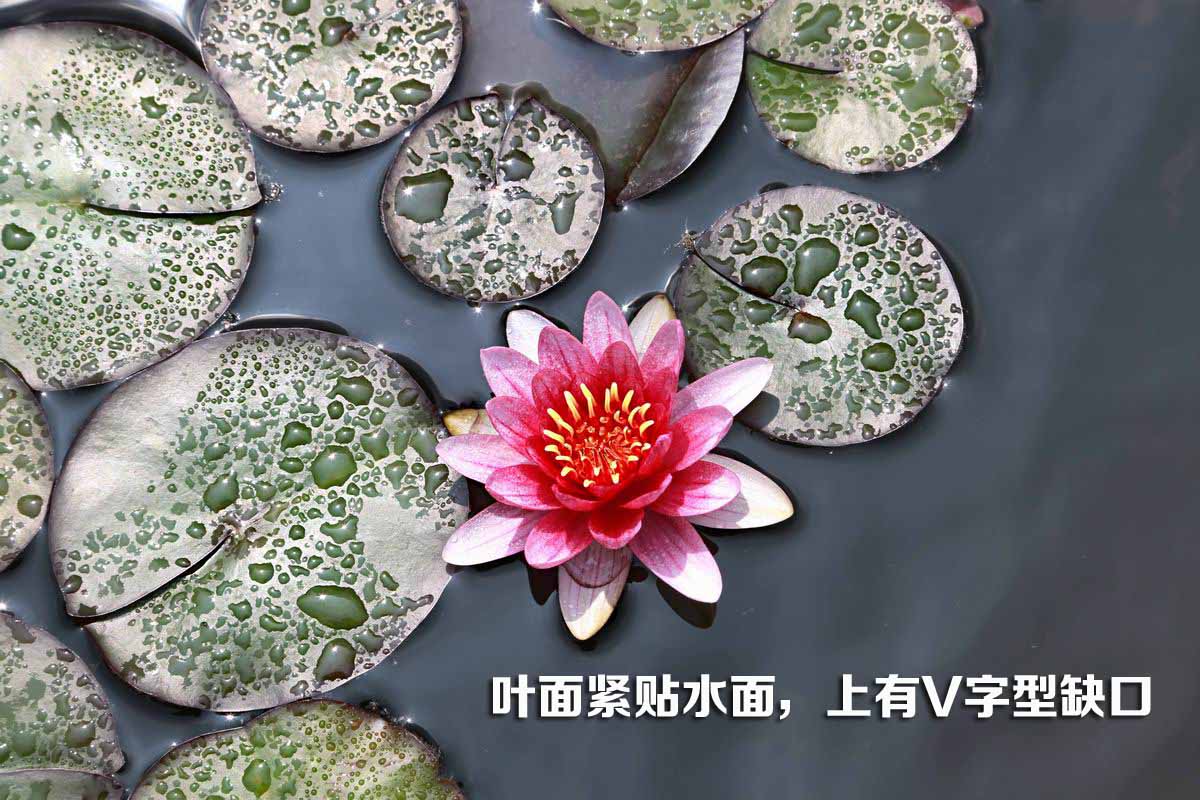 睡莲和荷花的区别在哪,睡莲与荷花有什么区别和联系