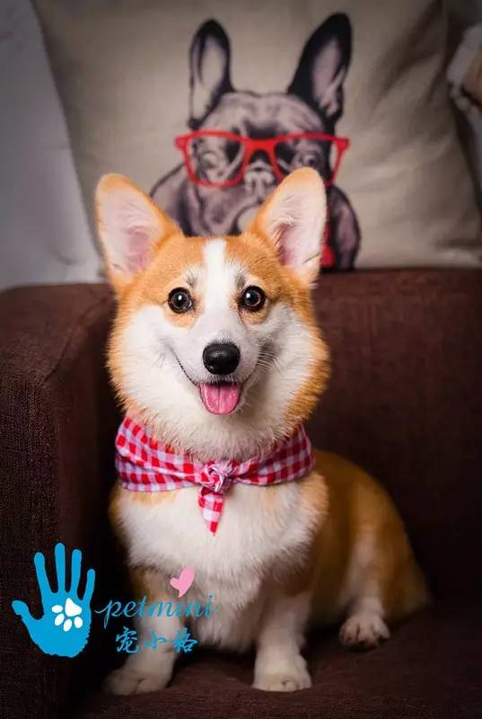 狗肉多大的才好吃,狗肉各地吃法介绍