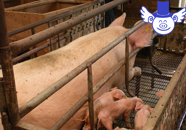 哪种方法养猪最省钱,最好的养猪方法是什么呢