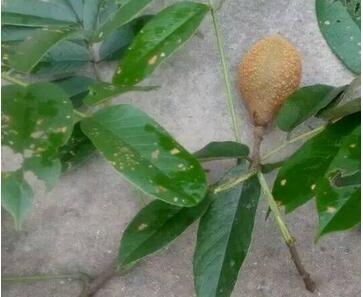 野生猕猴桃事件,误食了猕猴桃的毛