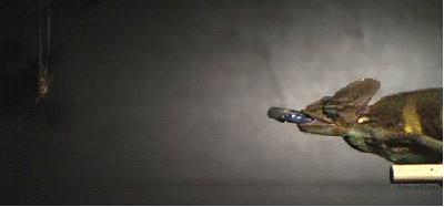 5个不为人知的动物界冷知识,十个你不知道的动物界冷知识