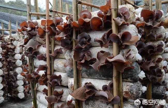 食用菌种植技术好学吗,食用菌最新栽培技术去哪里学