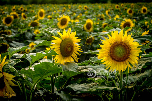 黄鱼身上有线虫能吃吗,黄鱼有小白虫还能吃吗