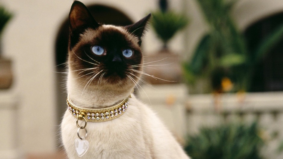 我最喜欢的暹罗猫,长得最好看的暹罗猫