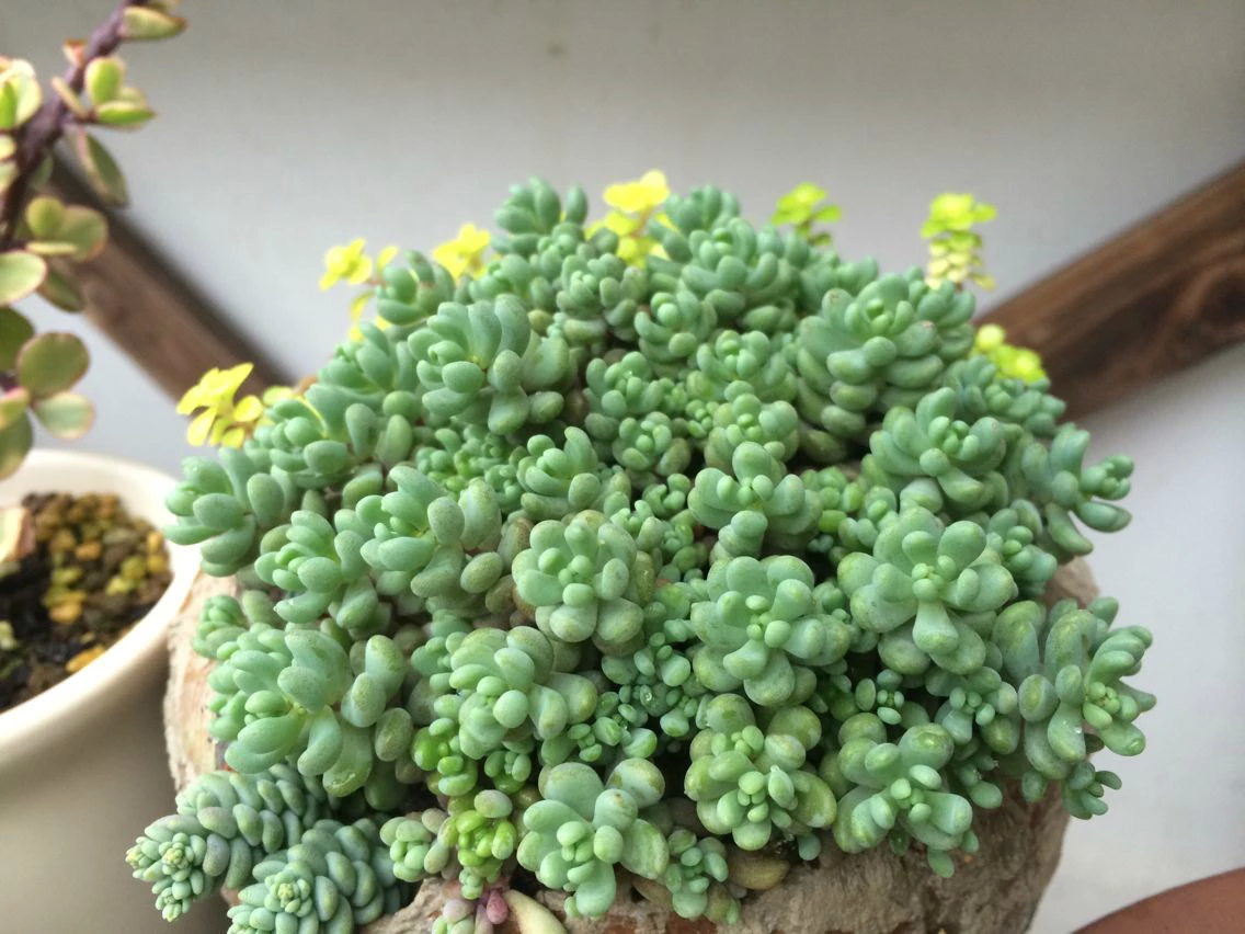 怎样修补破损瓷盆,陶瓷花盆怎么改缺口盆