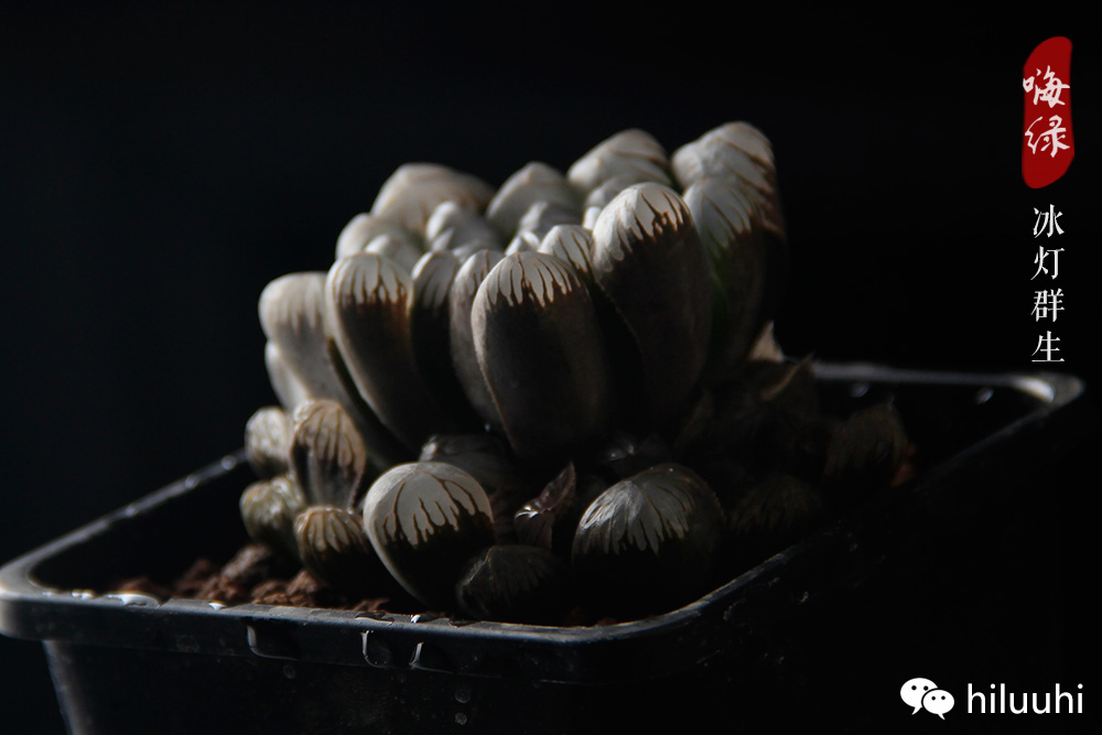 冰灯玉露多肉介绍,多肉冰灯玉露多长时间爆盆