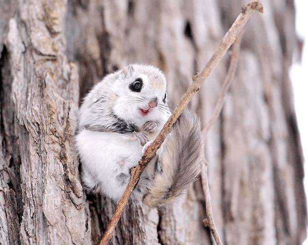 俄罗斯飞鼠大全,俄罗斯的小飞鼠
