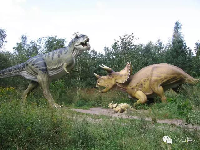 寻找恐龙化石,真龙的化石