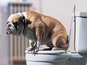 狗狗翻跟斗训练,转圈教学狗狗