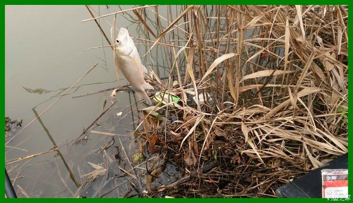 大鲫鱼大鱼,大鲫鱼大鲤鱼