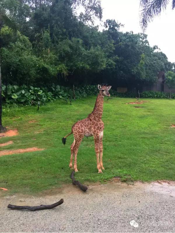 广州长隆动物园一日游攻略,长隆动物园和海洋公园哪个值得去
