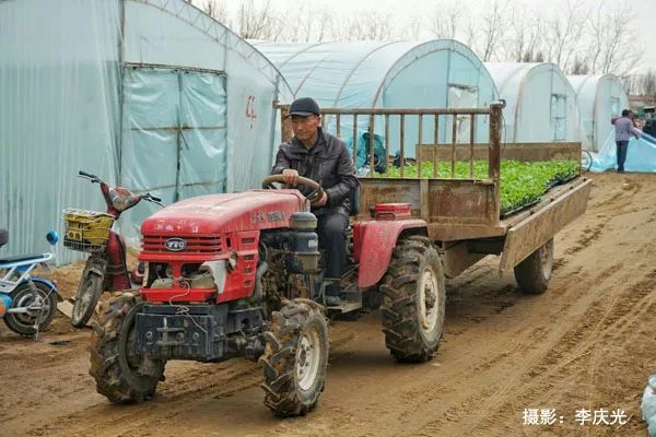 磴口的华莱士哪里有卖,天下第一瓜只有在磴口能吃上