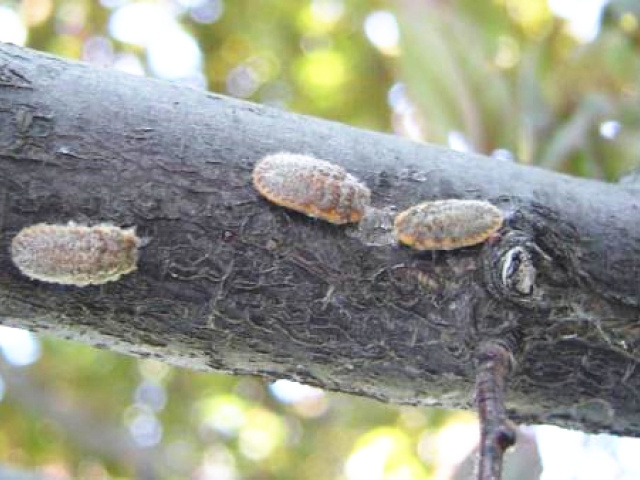 草履蚧怎么治疗最有效,核桃树草履蚧壳虫怎么治
