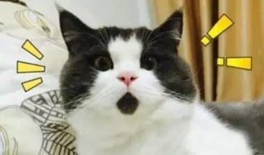 福州最牛逼的欧洲杯“预言帝”竟在这里！光靠猜球他们已经赢了一大堆好东西！