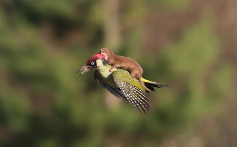 这个杀手有点萌攻略,这个杀手有点萌