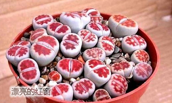 云南多肉植物生石花,南非多肉盆栽生石花