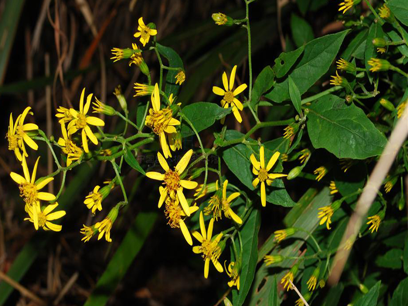 千里光，千里光，治湿疹、治疥疮