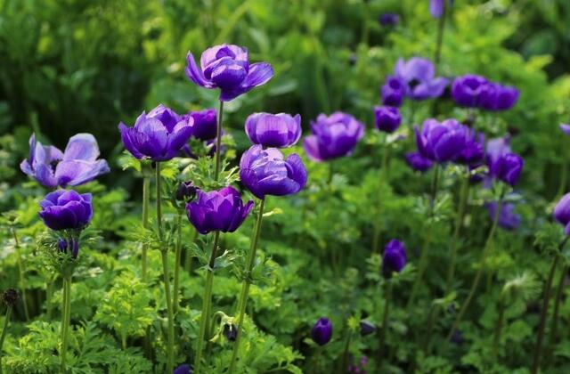 这13种开紫色花的花卉你认识几种,常见的紫色的花卉大全及图片