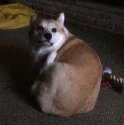 比狗粮还好的东西,比狗粮更好的选择